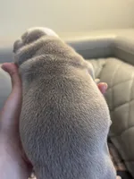 Pineapple, a female English Bulldog for sale in Cleveland, NC – 6 of 8