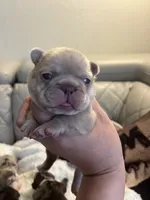 Boba , a female French Bulldog for sale in Cleveland, NC – 5 of 9