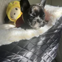 Tom, a male French Bulldog for sale in Cleveland, NC – Photo 3 of 4