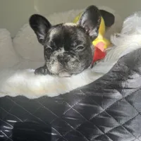 Tom, a male French Bulldog for sale in Cleveland, NC – Photo 4 of 4