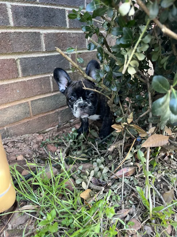 Tom – French Bulldog puppy for sale in Cleveland, NC