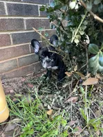 Tom, a male French Bulldog for sale in Cleveland, NC – Photo 1 of 3