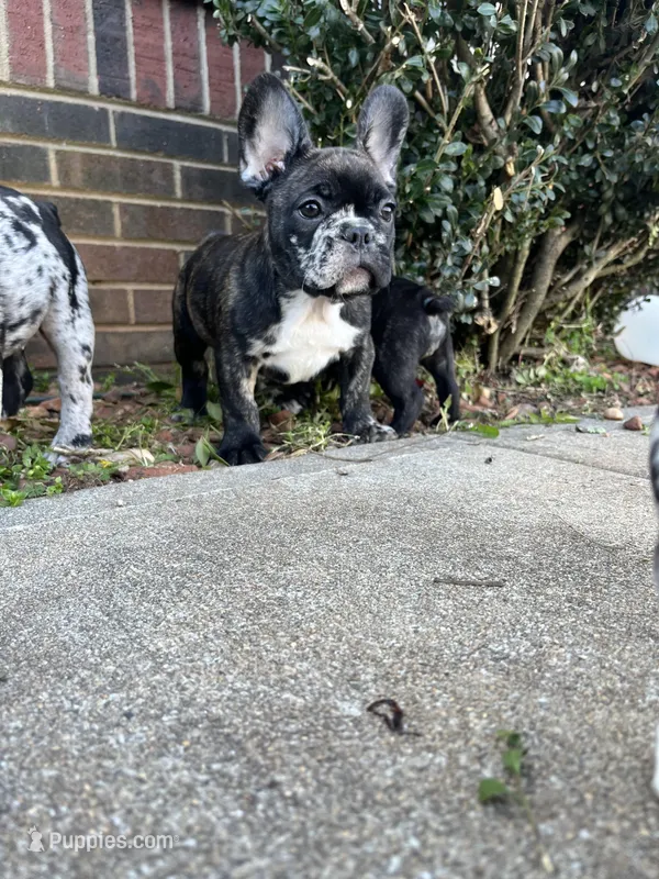 Tom – French Bulldog puppy for sale in Cleveland, NC