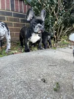 Tom, a male French Bulldog for sale in Cleveland, NC – Photo 2 of 3