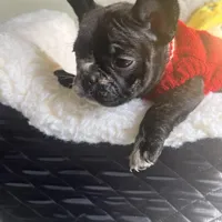 Tom, a male French Bulldog for sale in Cleveland, NC – Photo 1 of 4