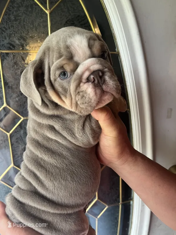 Lilac  – English Bulldog puppy for sale in Cleveland, NC