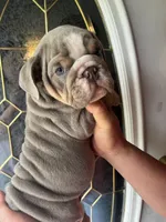 Lilac , a male English Bulldog for sale in Cleveland, NC – 1 of 4