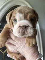 Zucchini , a female English Bulldog for sale in Cleveland, NC – Photo 3 of 6
