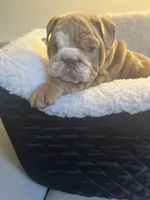 Zucchini , a female English Bulldog for sale in Cleveland, NC – Photo 3 of 5