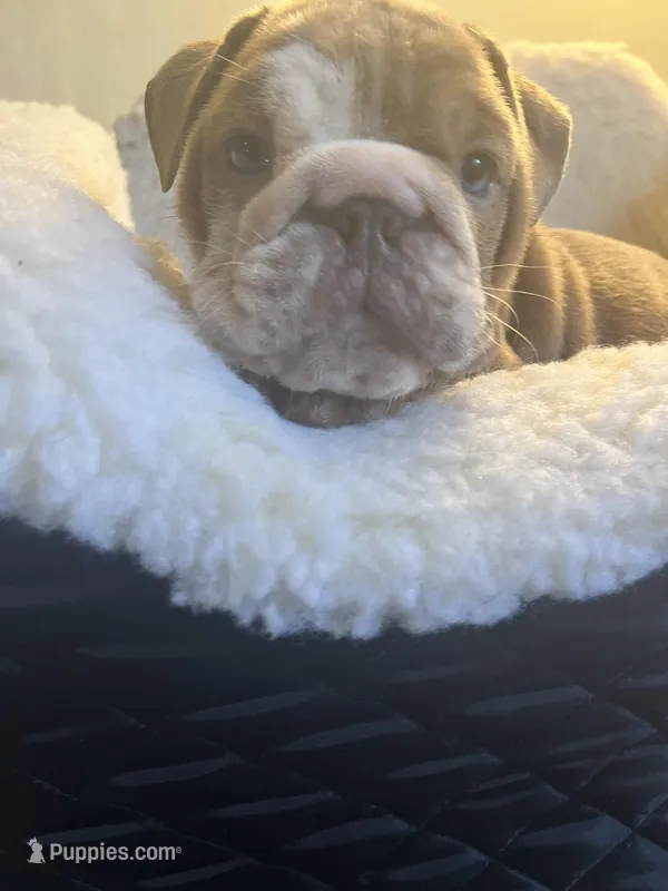 Zucchini  – English Bulldog puppy for sale in Cleveland, NC