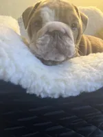 Zucchini , a female English Bulldog for sale in Cleveland, NC – Photo 1 of 5