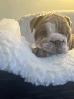 Zucchini , a female English Bulldog for sale in Cleveland, NC – Photo 2 of 5