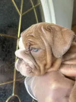 Zucchini , a female English Bulldog for sale in Cleveland, NC – Photo 6 of 6