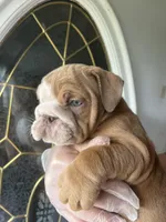 Zucchini , a female English Bulldog for sale in Cleveland, NC – Photo 2 of 6