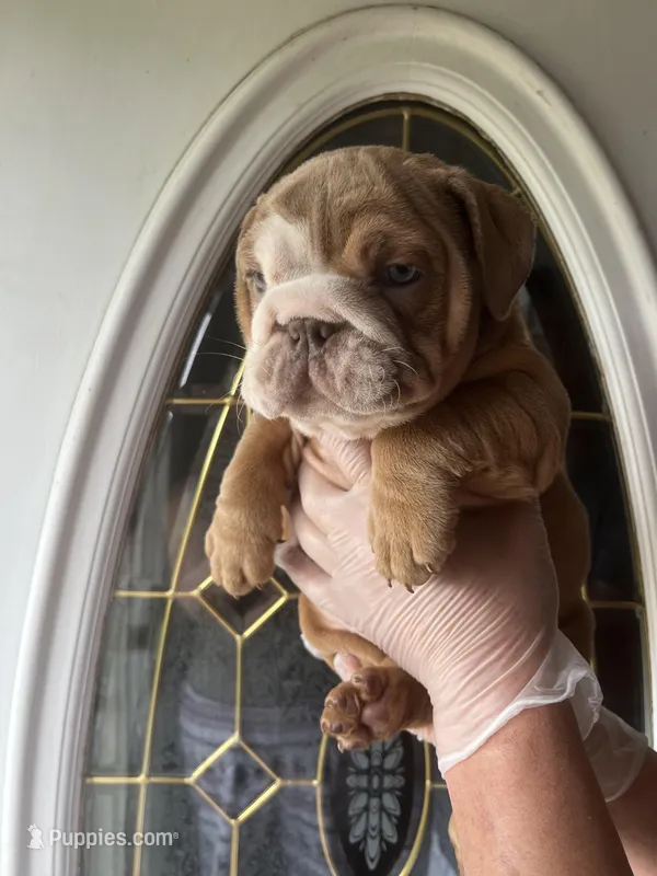Zucchini  – English Bulldog puppy for sale in Cleveland, NC