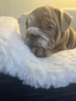 Zucchini , a female English Bulldog for sale in Cleveland, NC – Photo 5 of 5