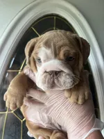 Zucchini , a female English Bulldog for sale in Cleveland, NC – Photo 4 of 6