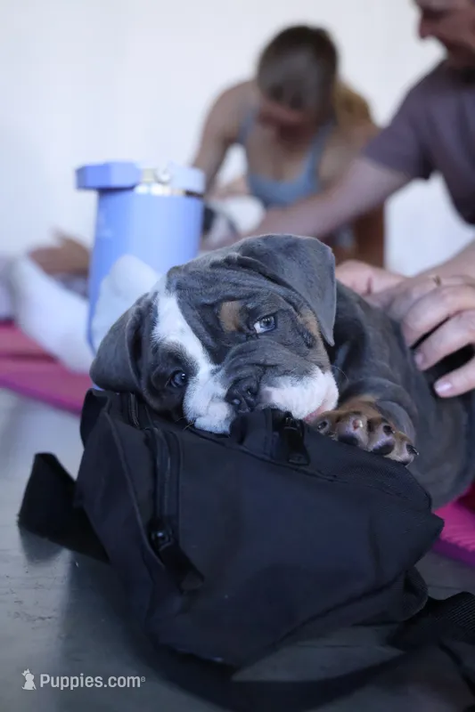 Chunky  – English Bulldog puppy for sale in Cleveland, NC