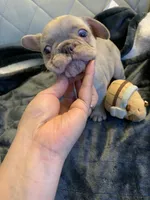 Boba , a female French Bulldog for sale in Cleveland, NC – 2 of 8
