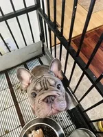 Merle , a female French Bulldog for sale in Cleveland, NC – 7 of 8