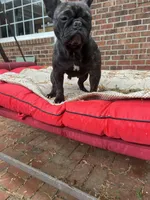 Main , a female French Bulldog for sale in Cleveland, NC – Photo 4 of 4