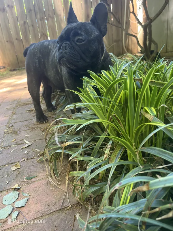 Main  – French Bulldog puppy for sale in Cleveland, NC