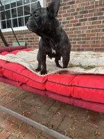 Main , a female French Bulldog for sale in Cleveland, NC – Photo 3 of 4