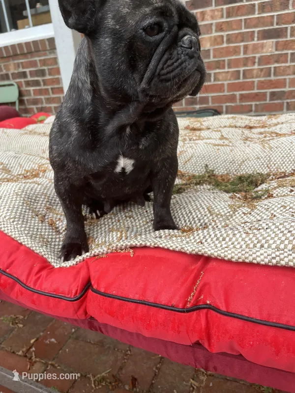 Main  – French Bulldog puppy for sale in Cleveland, NC