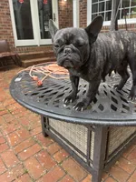 Main , a female French Bulldog for sale in Cleveland, NC – Photo 2 of 4