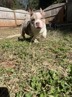 Rice , a male American Bully for sale in Cleveland, NC – 6 of 6