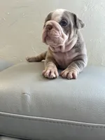 Pineapple, a female English Bulldog for sale in Cleveland, NC – 9 of 9