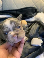Coco , a female French Bulldog for sale in Cleveland, NC – 4 of 7