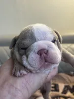 Watermelon, a male English Bulldog for sale in Cleveland, NC – 3 of 7
