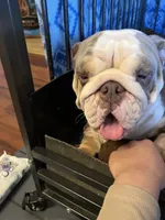 Pineapple, a female English Bulldog for sale in Cleveland, NC – 2 of 8