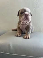 Pineapple, a female English Bulldog for sale in Cleveland, NC – 7 of 9