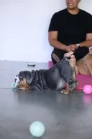 Sassy , a female English Bulldog for sale in Cleveland, NC – 6 of 9