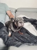 Big rope, a female French Bulldog for sale in Cleveland, NC – 6 of 7