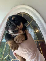 Black triangle , a female English Bulldog for sale in Cleveland, NC – 4 of 6