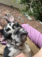 Lazy, a male French Bulldog for sale in Cleveland, NC – 2 of 3