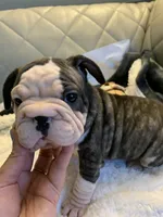 Big rope, a female French Bulldog for sale in Cleveland, NC – 4 of 7