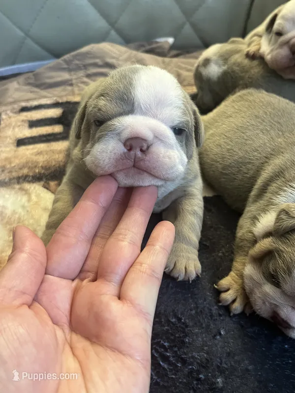 Pineapple – English Bulldog puppy for sale in Cleveland, NC