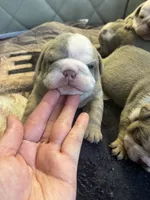 Pineapple, a female English Bulldog for sale in Cleveland, NC – 5 of 8
