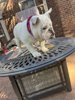 Bear , a male English Bulldog for sale in Cleveland, NC – 2 of 5