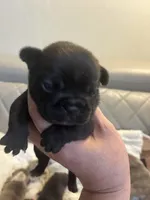 Baby , a female French Bulldog for sale in Cleveland, NC – 2 of 9
