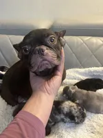 Boba , a female French Bulldog for sale in Cleveland, NC – 9 of 9