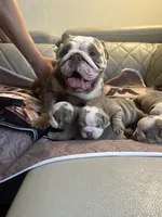 Watermelon, a male English Bulldog for sale in Cleveland, NC – 2 of 7