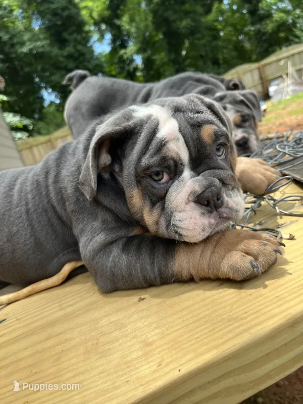 Chunky  – English Bulldog puppy for sale in Cleveland, NC
