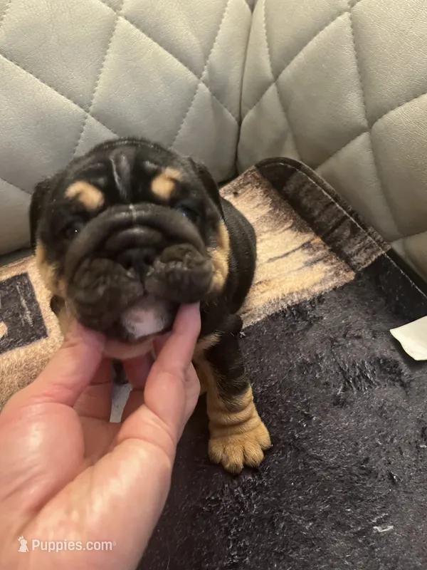 Black triangle  – English Bulldog puppy for sale in Cleveland, NC