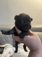 Baby , a female French Bulldog for sale in Cleveland, NC – 4 of 9