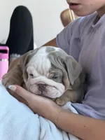 Watermelon, a male English Bulldog for sale in Cleveland, NC – 1 of 6